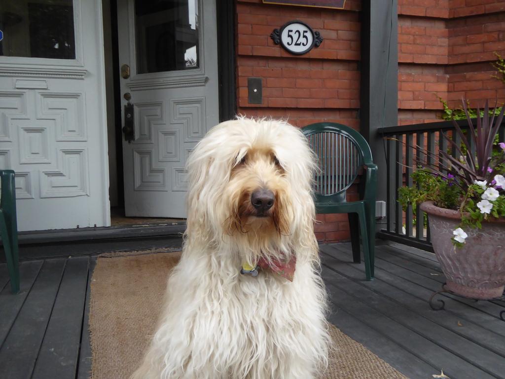 Auberge King Edward Bed And Breakfast Ottawa Exterior foto